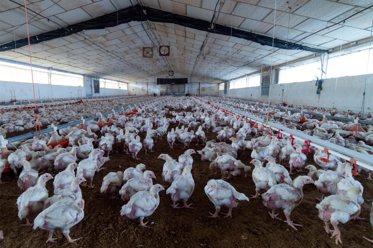 Agricultura alerta sobre la gripe aviar y pide mantener precauciones tras el levantamiento del confinamiento en granjas