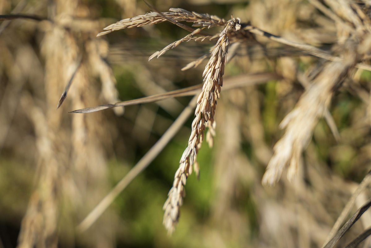 Asaja pide a eurodiputados que reduzcan el umbral de cláusula automática del arroz