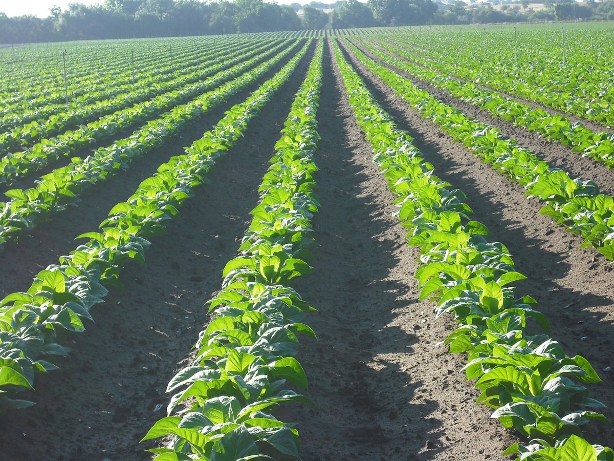 Cetarsa incrementa un 6% la contratación de tabaco hasta 16,6 millones de kilos