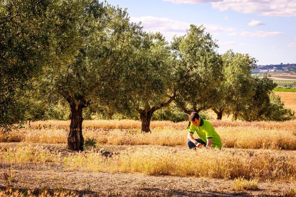El 36% del aceite de oliva virgen extra de Deoleo es sostenible