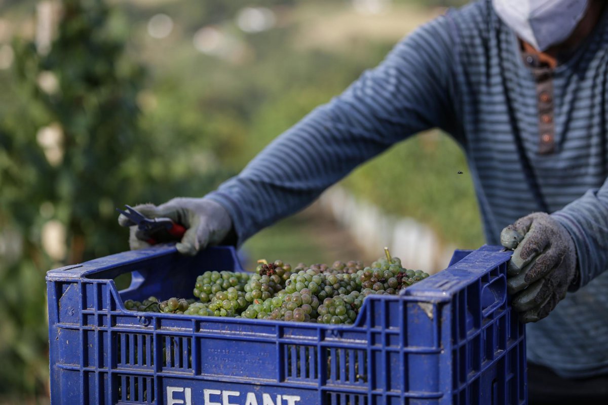 El Gobierno Vasco invertirá 2,1 millones en ayudas para la cosecha en verde del viñedo en 2026