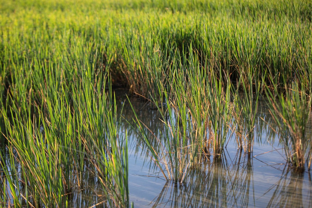 El sector arrocero andaluz alerta del colapso por competencia desleal del arroz importado