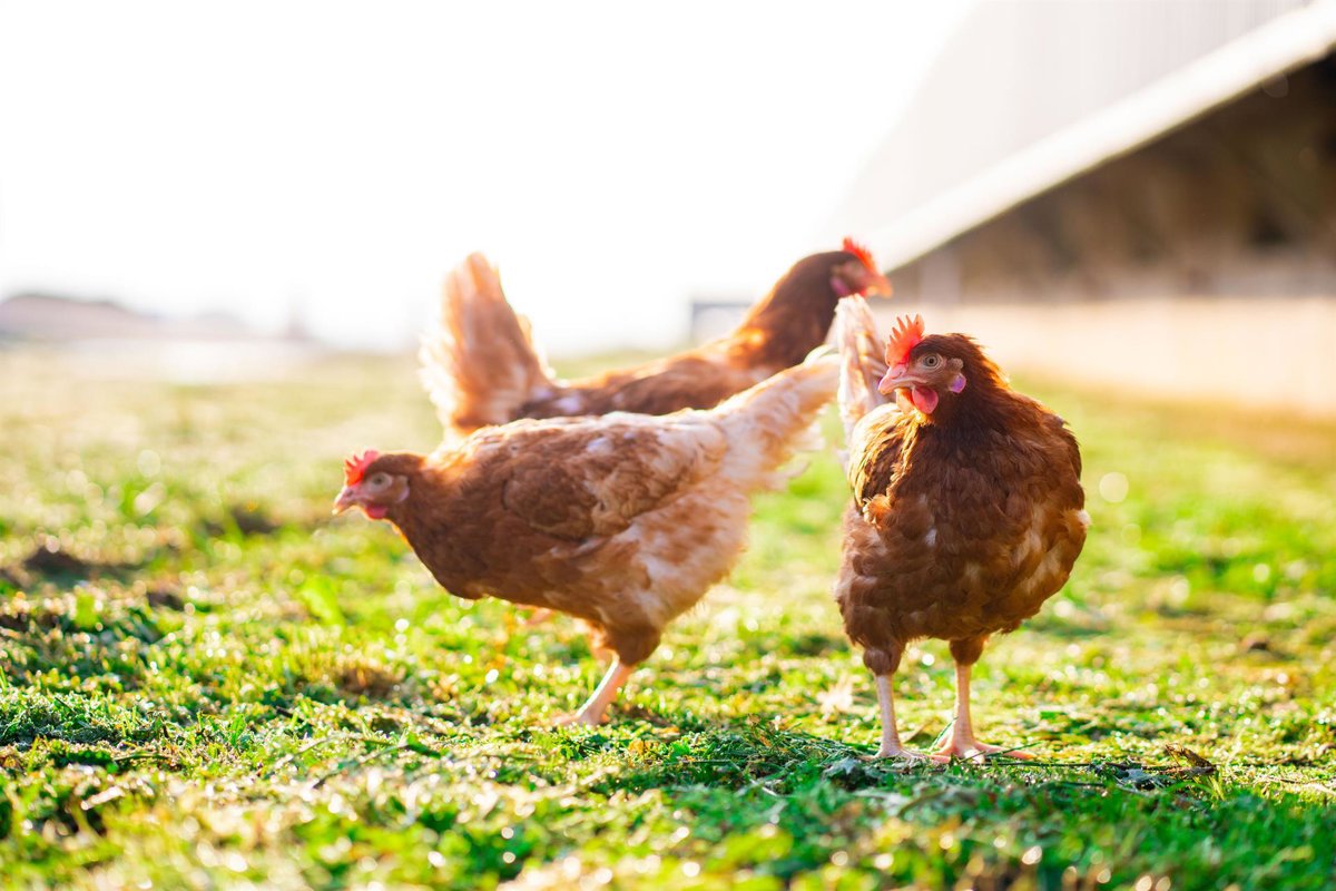 Inprovo celebra el fin del confinamiento de aves de corral y destaca sistemas sin jaula