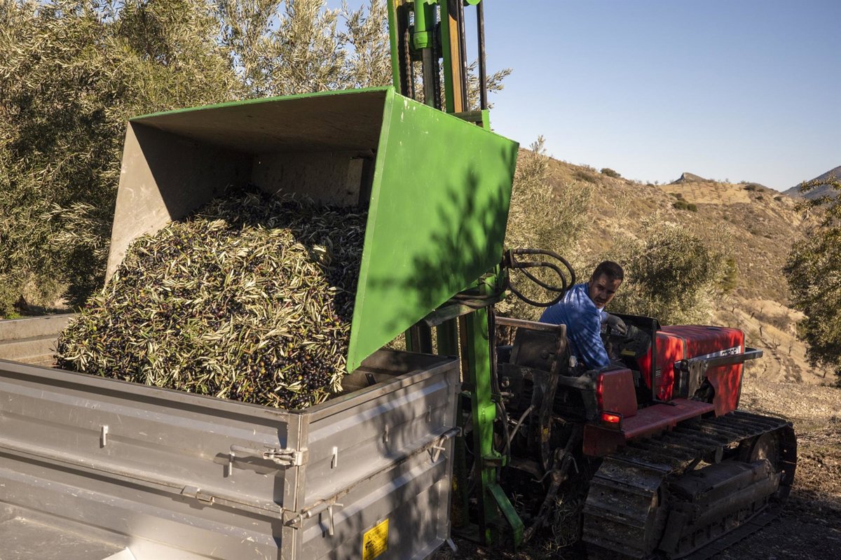 La DO Sierra Mágina produce 24.755 toneladas de aceite con excelente calidad pese a caída del 22%