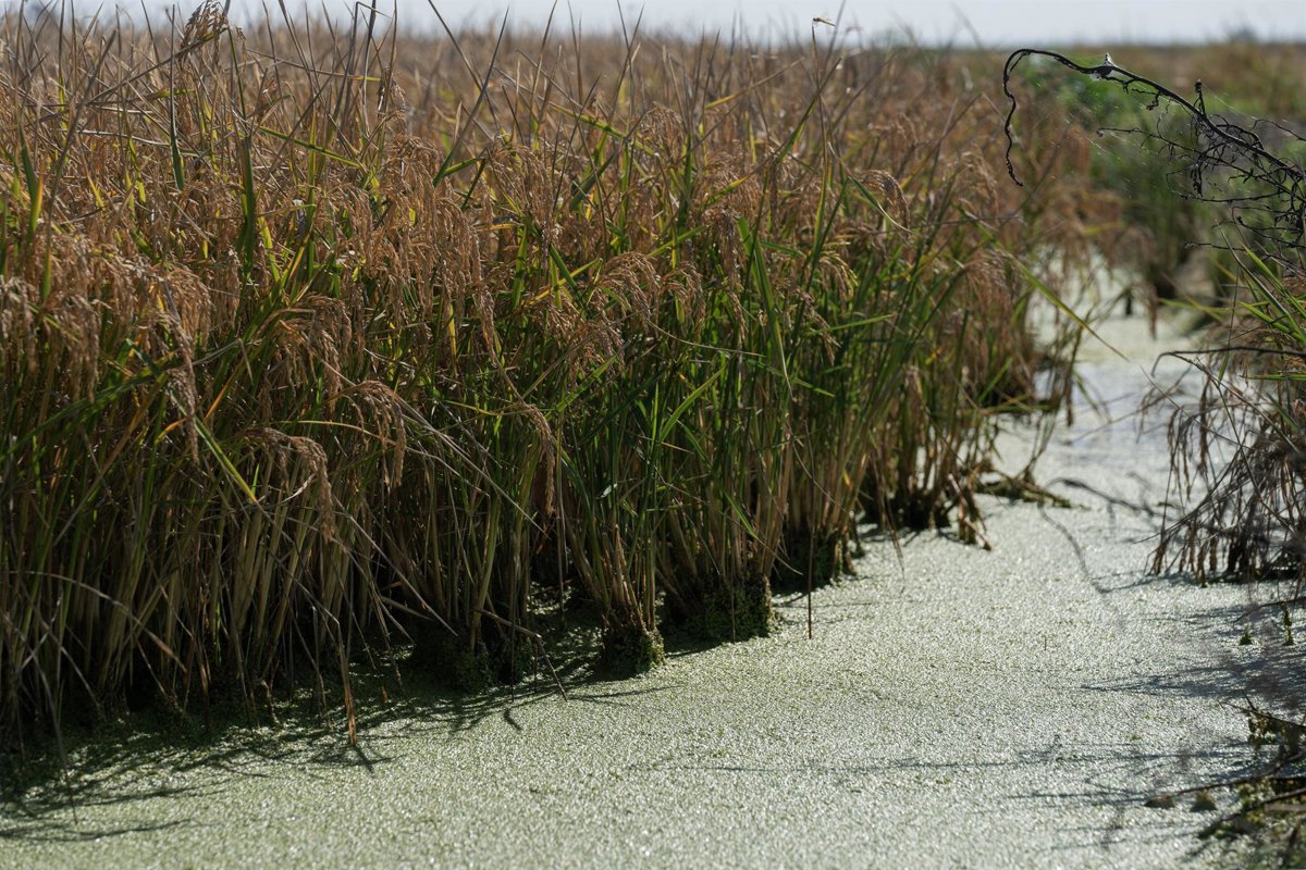 Regantes de la margen derecha del Guadalquivir cultivan el 100% de arroz en 2026 Regantes de la margen derecha del Guadalquivir cultivan el 100% de arroz en 2026