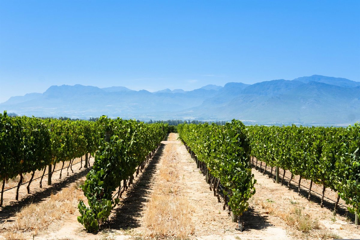 Unión de Uniones pide al Gobierno apoyo al sector vitivinícola como hace Francia