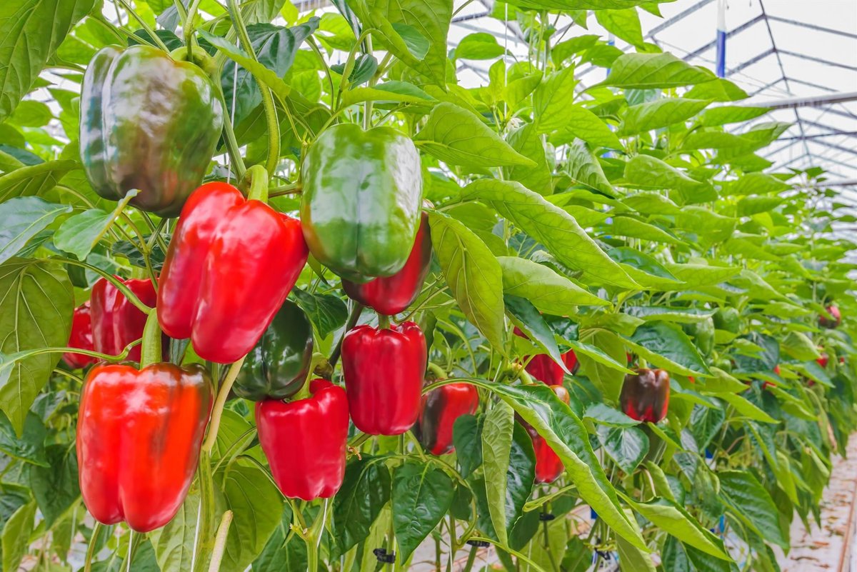 Andalucía lidera las exportaciones agroalimentarias de España con más de 3.000 millones hasta febrero de 2026