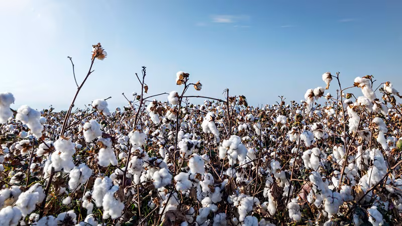 EEUU quiere revivir su industria algodonera: USDA lanza Plant Not Plastic para disparar la demanda