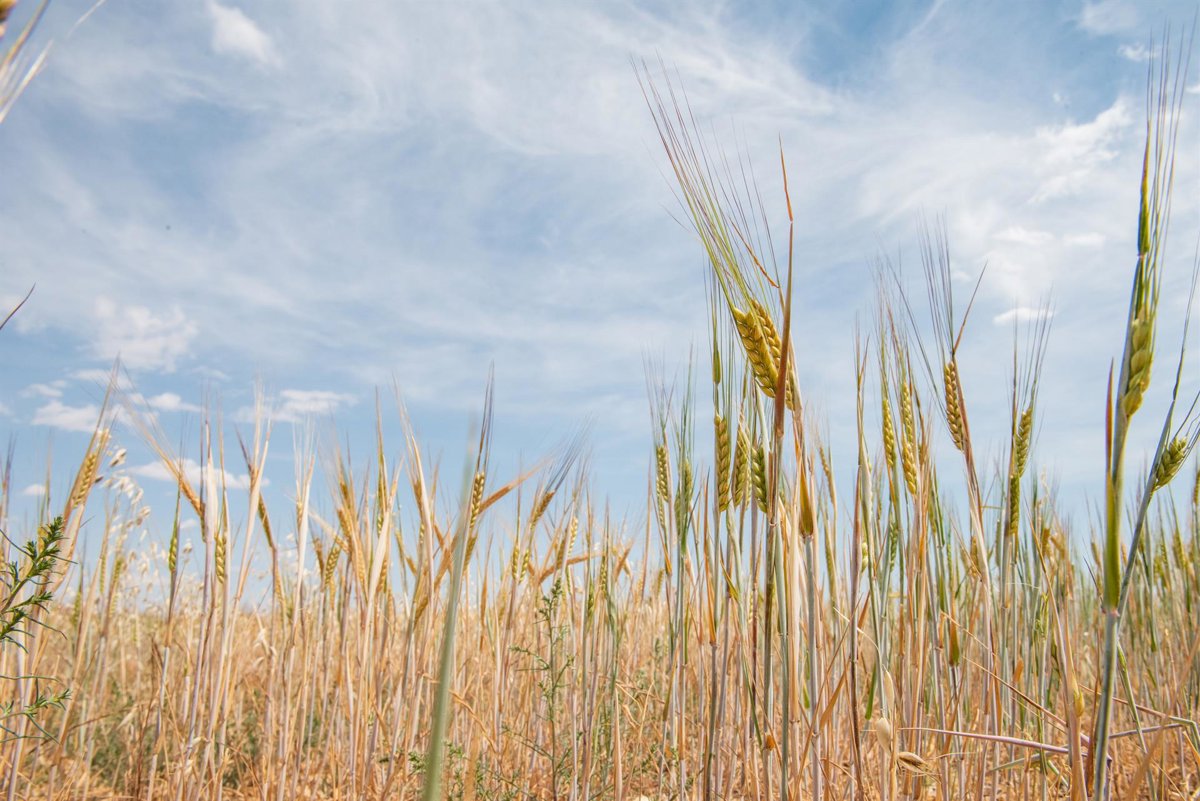 El cierre de Ormuz provoca riesgo de crisis agroalimentaria global, advierte la FAO