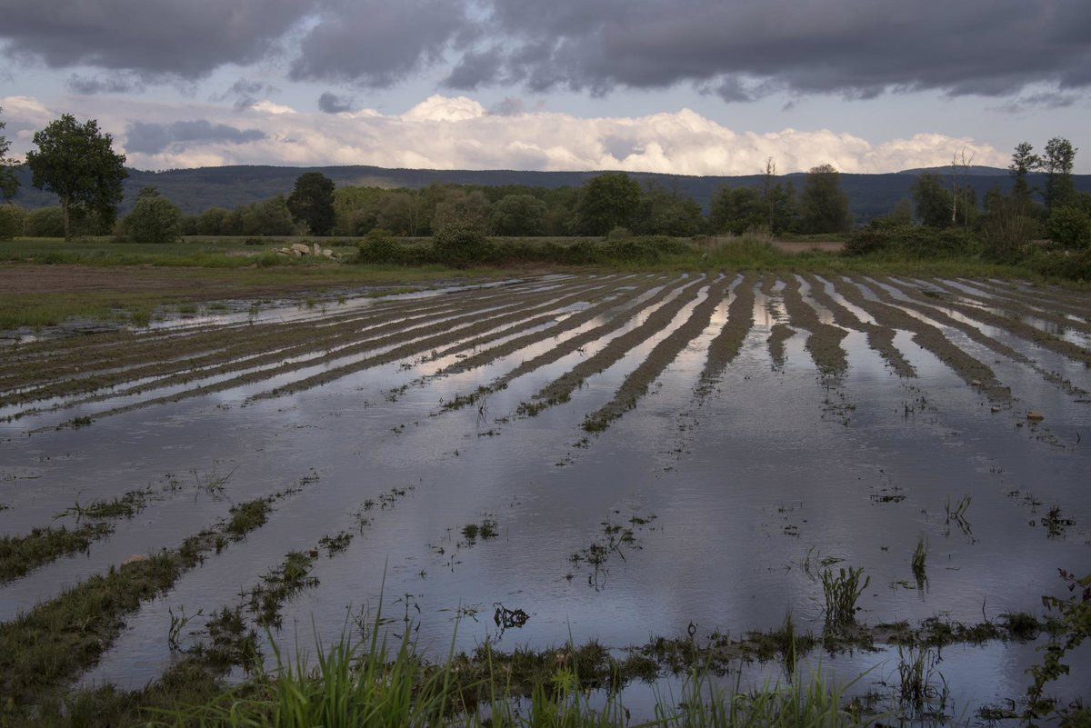 La cosecha de patata en Galicia prevé caer un 25% este año