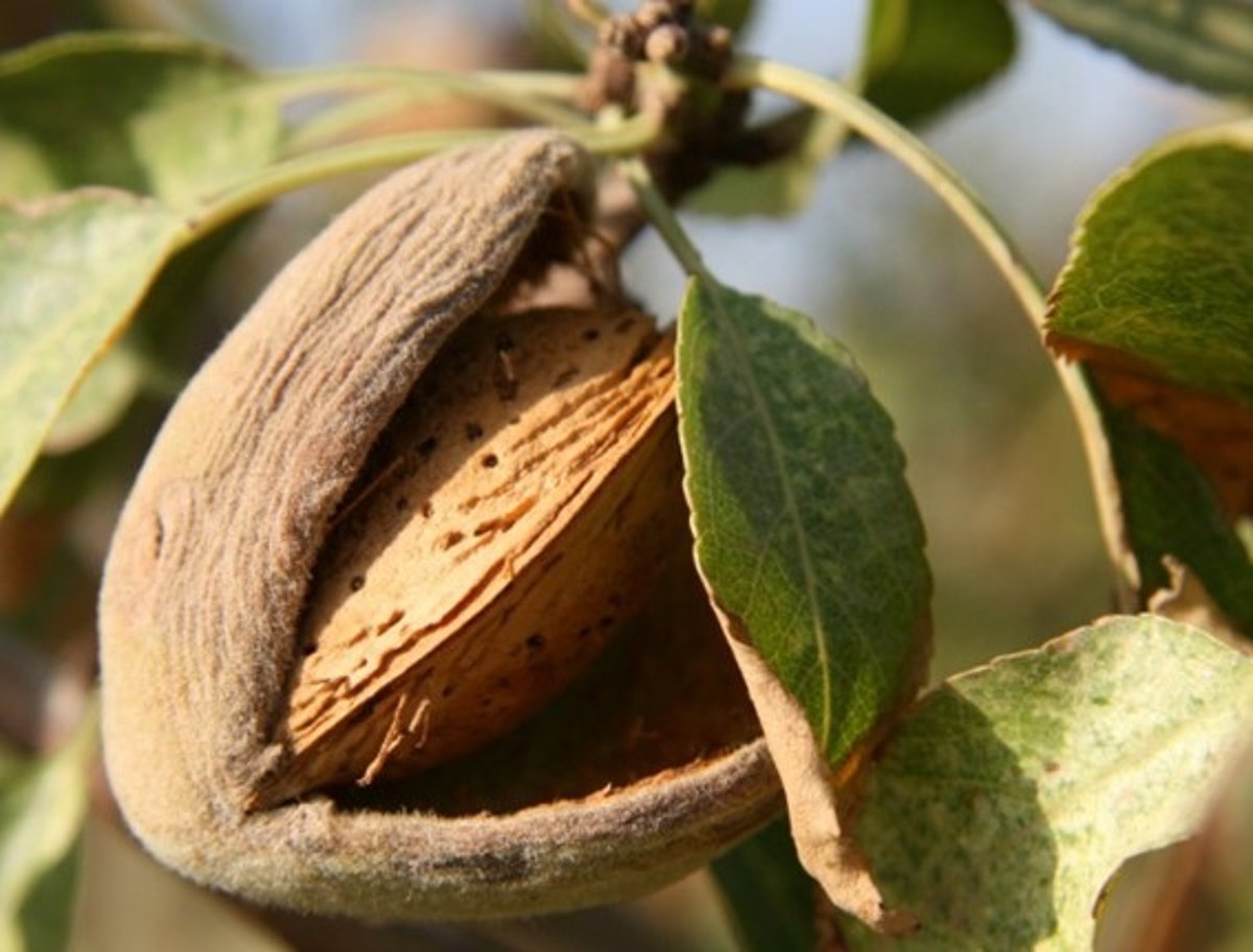 La producción de almendra en grano alcanzará las 12.656 toneladas esta campaña