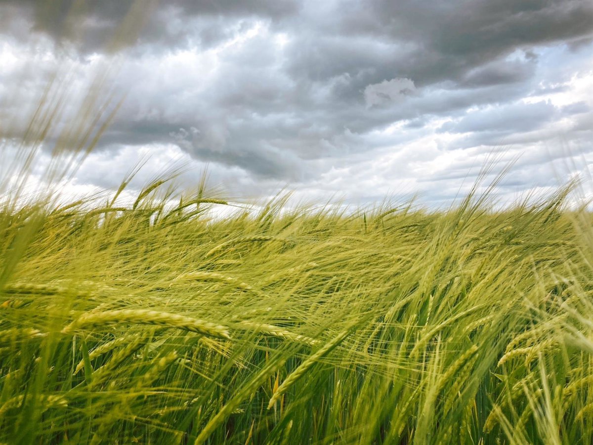 Los precios de productos agrícolas básicos podrían subir un 8,5% por la guerra en Irán