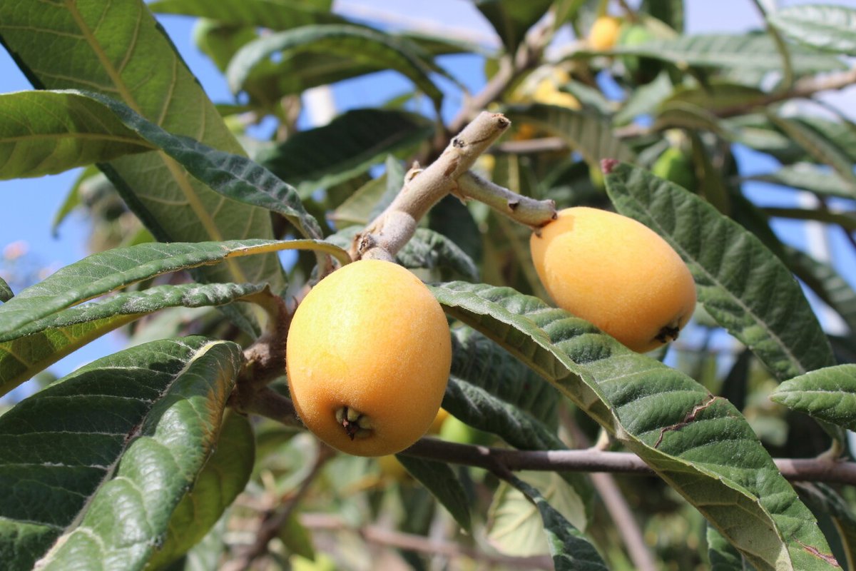 Productores de uva de mesa y níspero piden rebaja permanente de módulos del IRPF Productores de uva de mesa y níspero piden rebaja permanente de módulos del IRPF