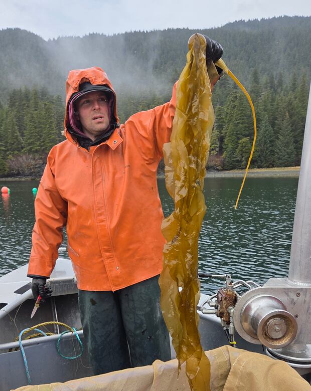 Alaska quiere convertir sus bosques de kelp en el próximo gran negocio agrícola: así nace su industria verde