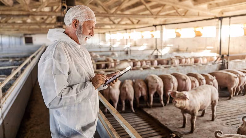 Alltech lanza Olerix para mejorar el crecimiento y la eficiencia alimentaria de los cerdos