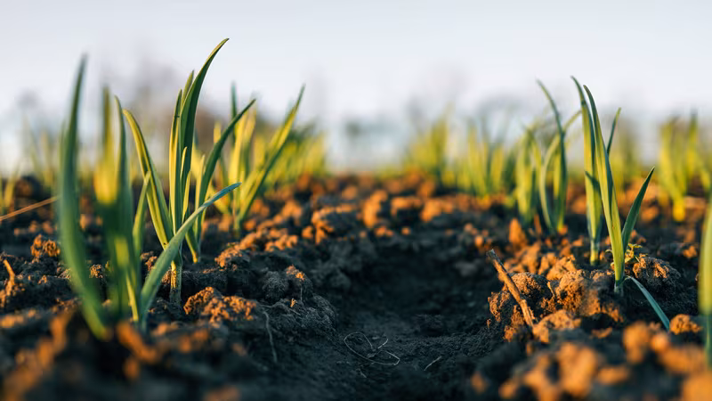 India lanza una campaña nacional para mejorar la salud del suelo y frenar el abuso de insumos agrícolas