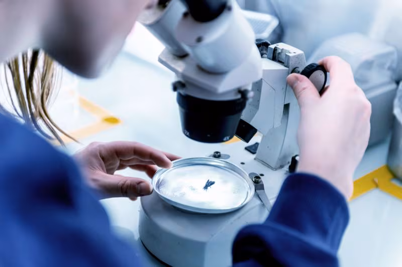 Innovafeed da el salto a escala comercial con 51 millones de euros y recorta I+D para acelerar su negocio de proteína de insecto