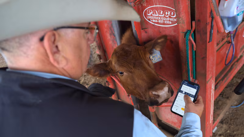 Las start-ups agritech de Reino Unido miran a Nueva Zelanda: allí prueban si su tecnología aguanta de verdad