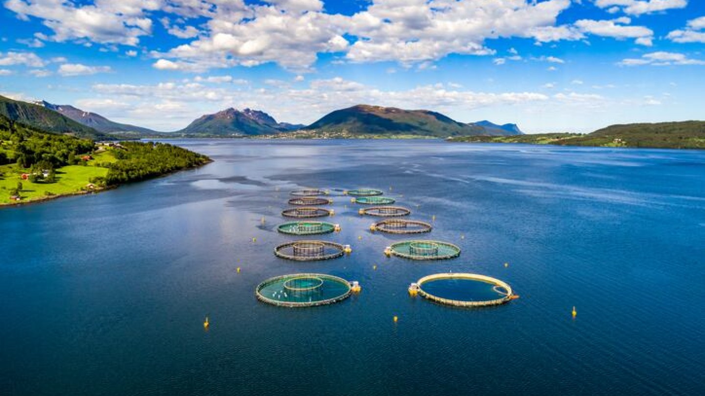 Asia toma la delantera: el mercado mundial de harina y aceite de pescado gira hacia los subproductos