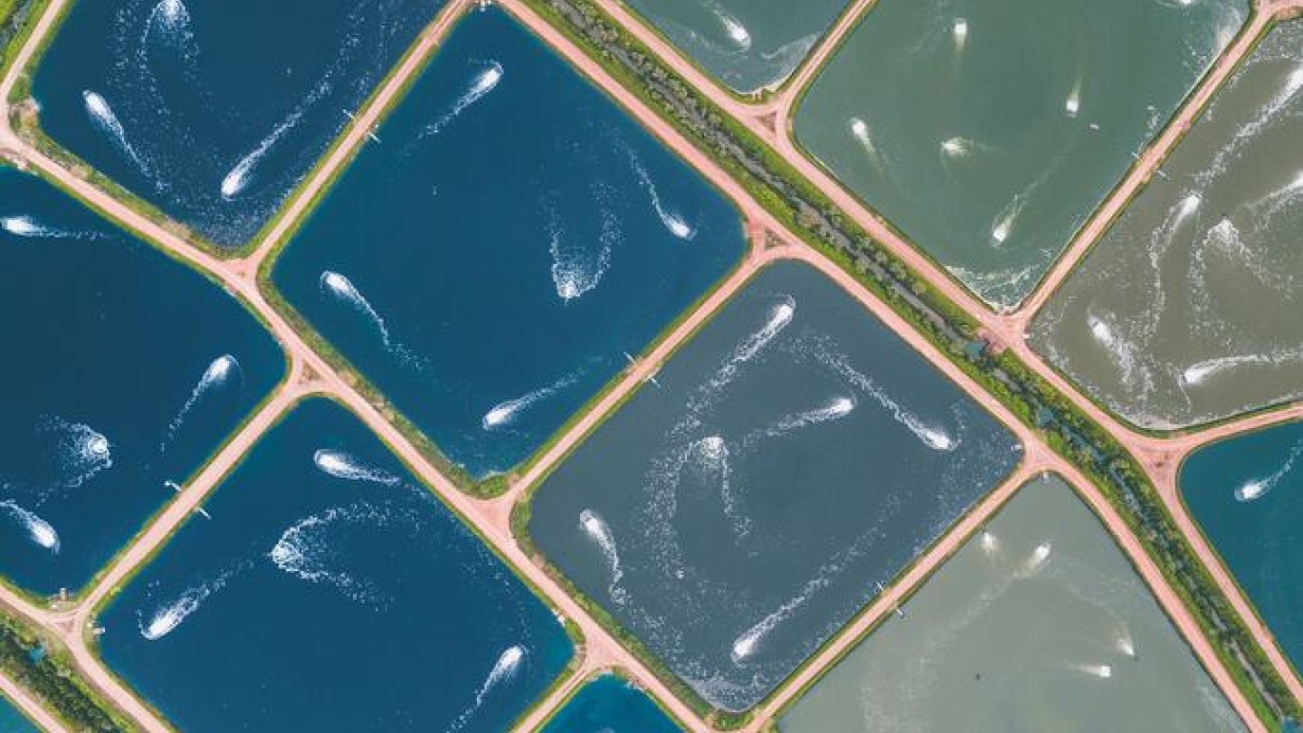 China, India y Vietnam cambian el mapa de los ingredientes marinos en Asia: así se mueven ahora las importaciones y exportaciones