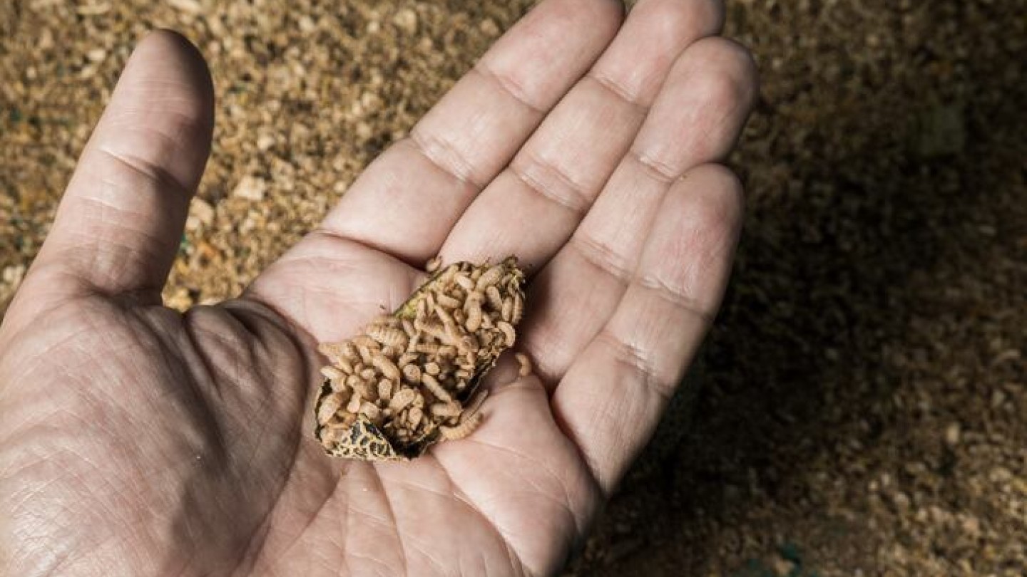 Goterra se hunde y reabre una duda incómoda: más empresas caerán en la fiebre de proteína con insectos
