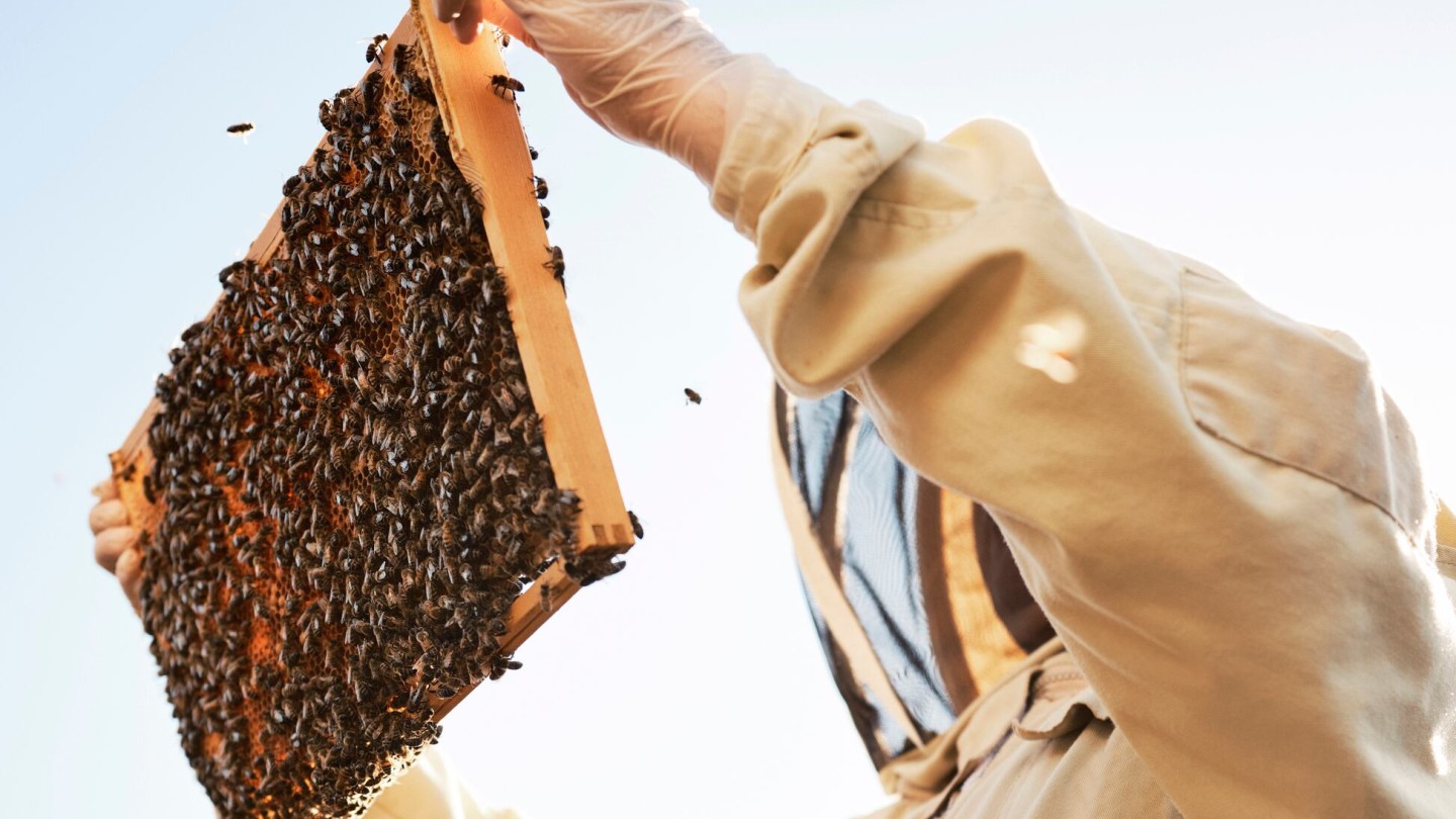 HiveTracks plantea convertir a las abejas en el biosensor definitivo de la naturaleza: así vigila la salud de ecosistemas enteros