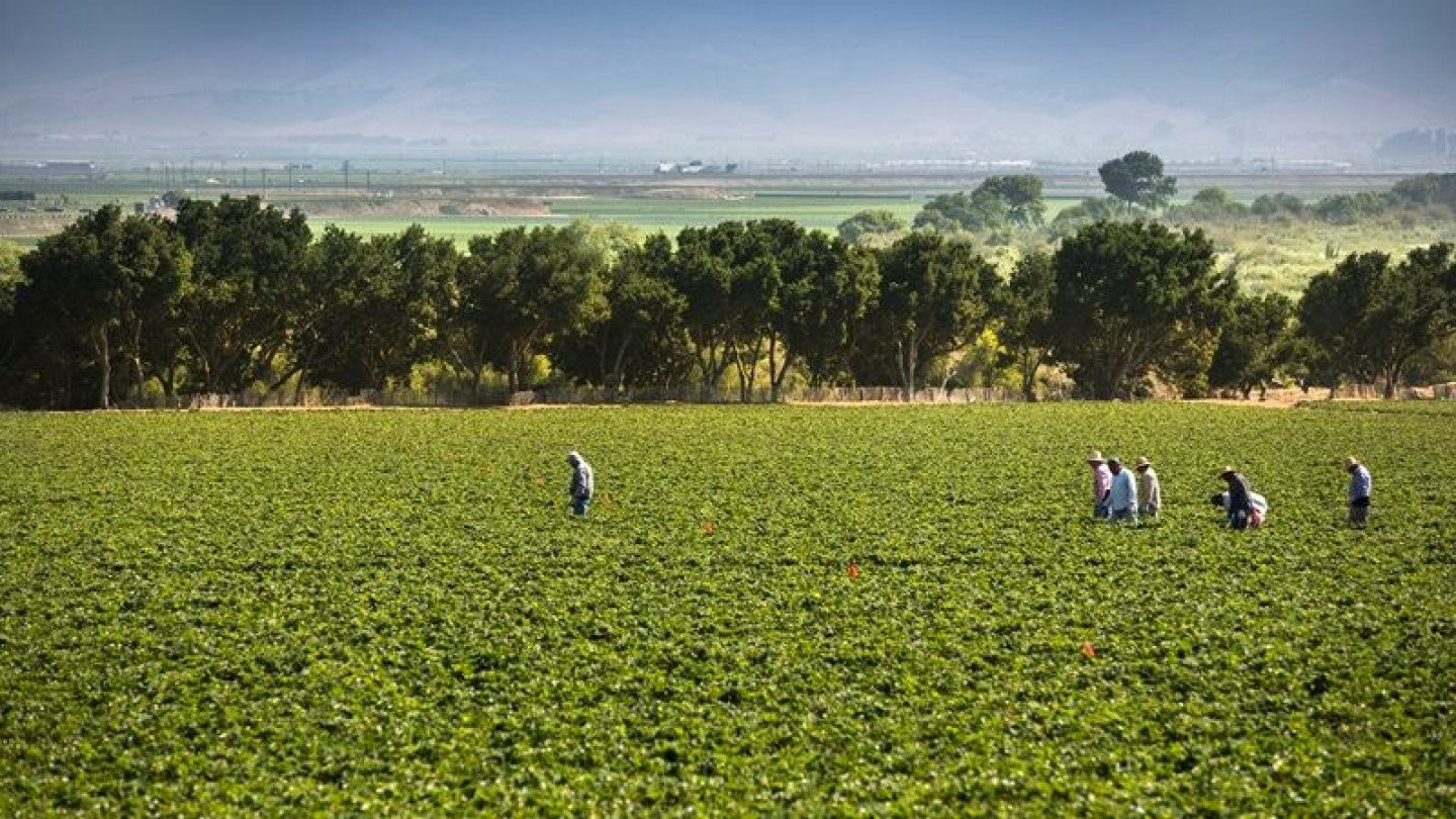 Los agricultores presionan para cambiar el programa H-2A: así quieren reformar los salarios del campo estadounidense
