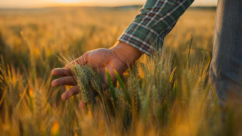 ADM, Walmart y General Mills empujan a los agricultores del Medio Oeste a adoptar la agricultura regenerativa