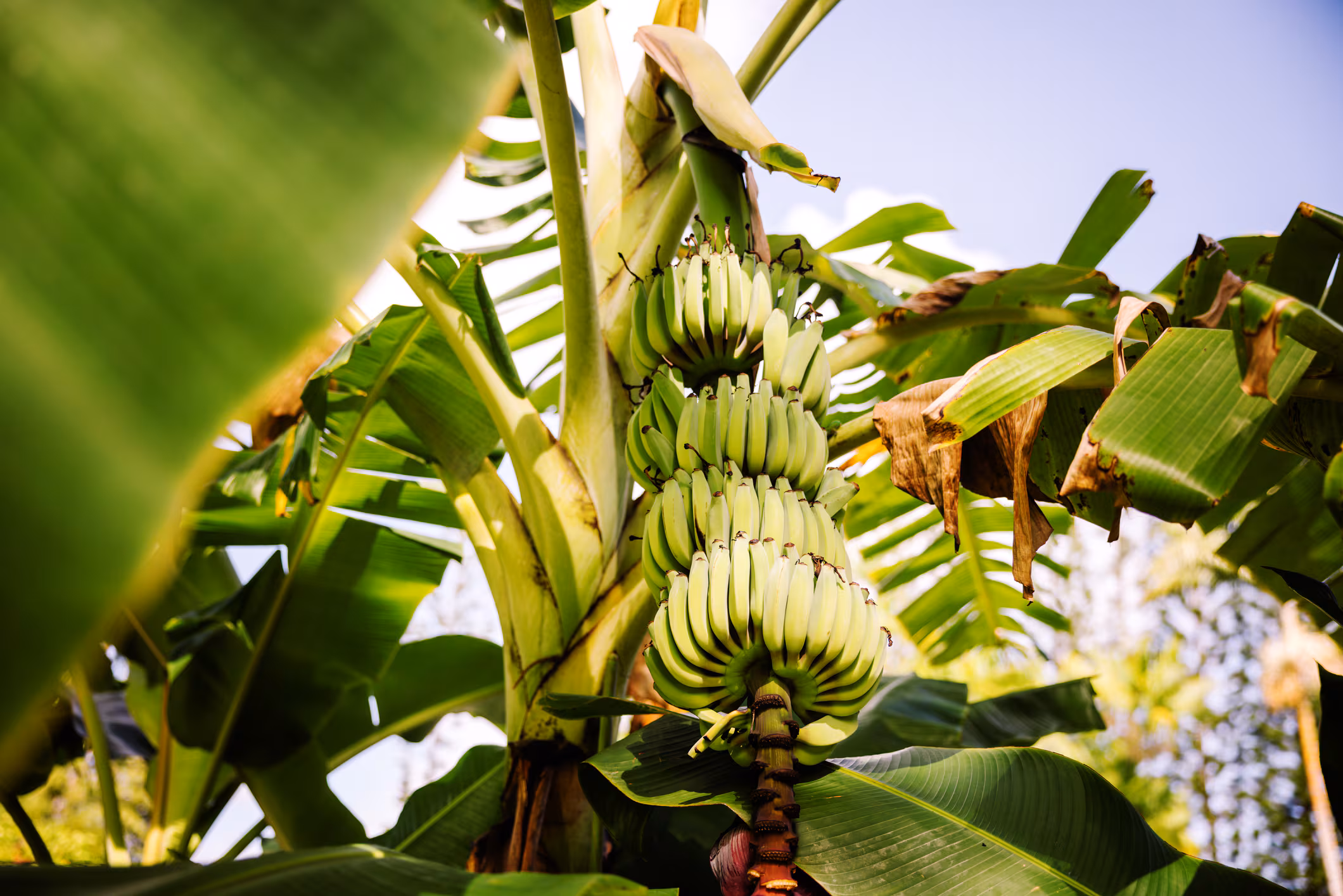 Cáscara de plátano vs. abonos sintéticos: Filipinas demuestra que fertiliza mejor la lechuga hidropónica