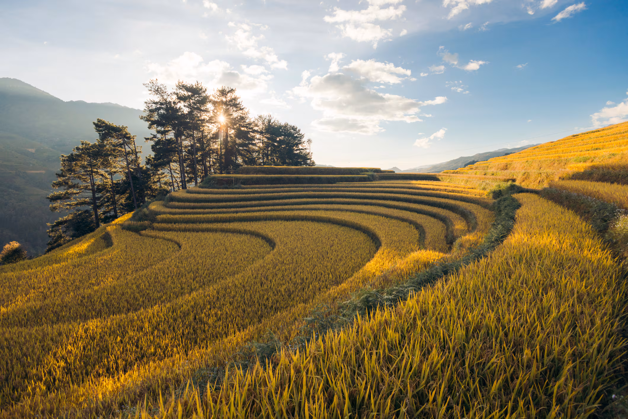 Filipinas acelera el secado de palay: quiere sumar 1 millón de toneladas con nuevas instalaciones