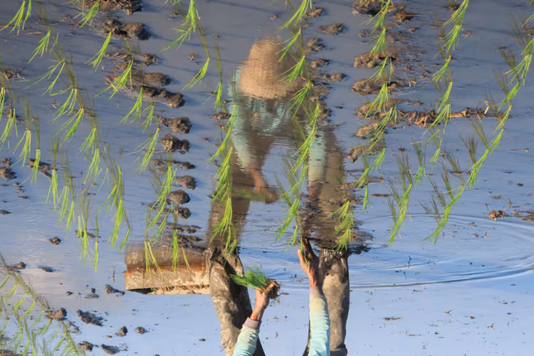 Filipinas se vuelca con el sector privado: mueve más de 500 millones para financiar proyectos agrícolas críticos