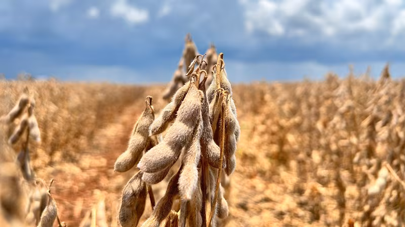 La soja de Brasil choca con El Niño y la geopolítica: la expansión que parecía imparable se frena