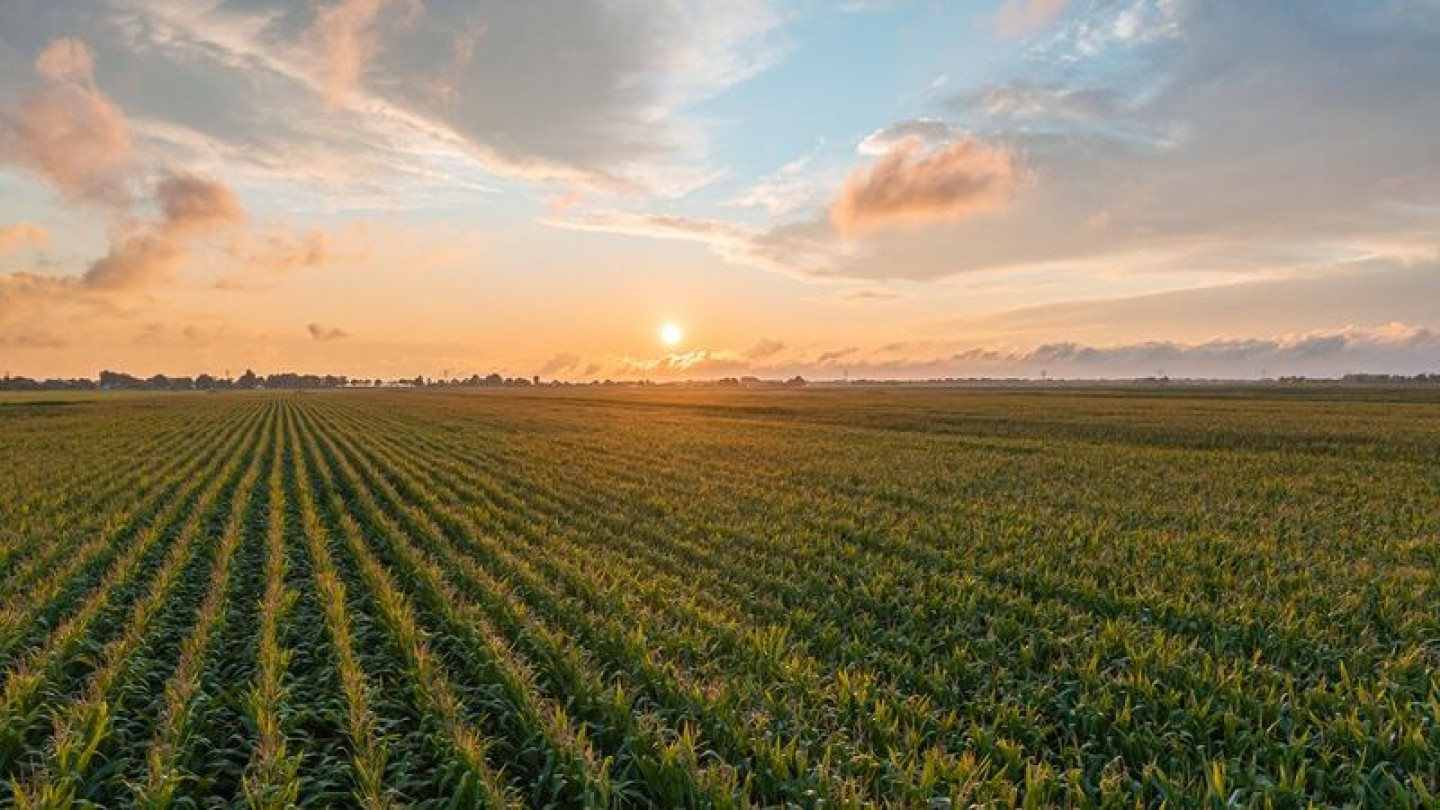 La aceptación biológica entre los agricultores de cultivos en hileras de EE. UU. sigue en disputa: así cambia la campaña