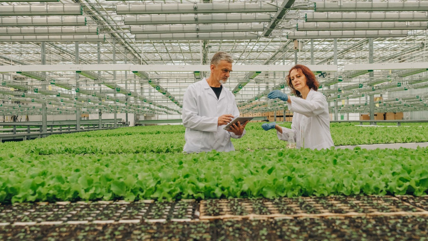 La horticultura del Reino Unido se frena: el sector exige medidas urgentes en mano de obra, energía e inversión