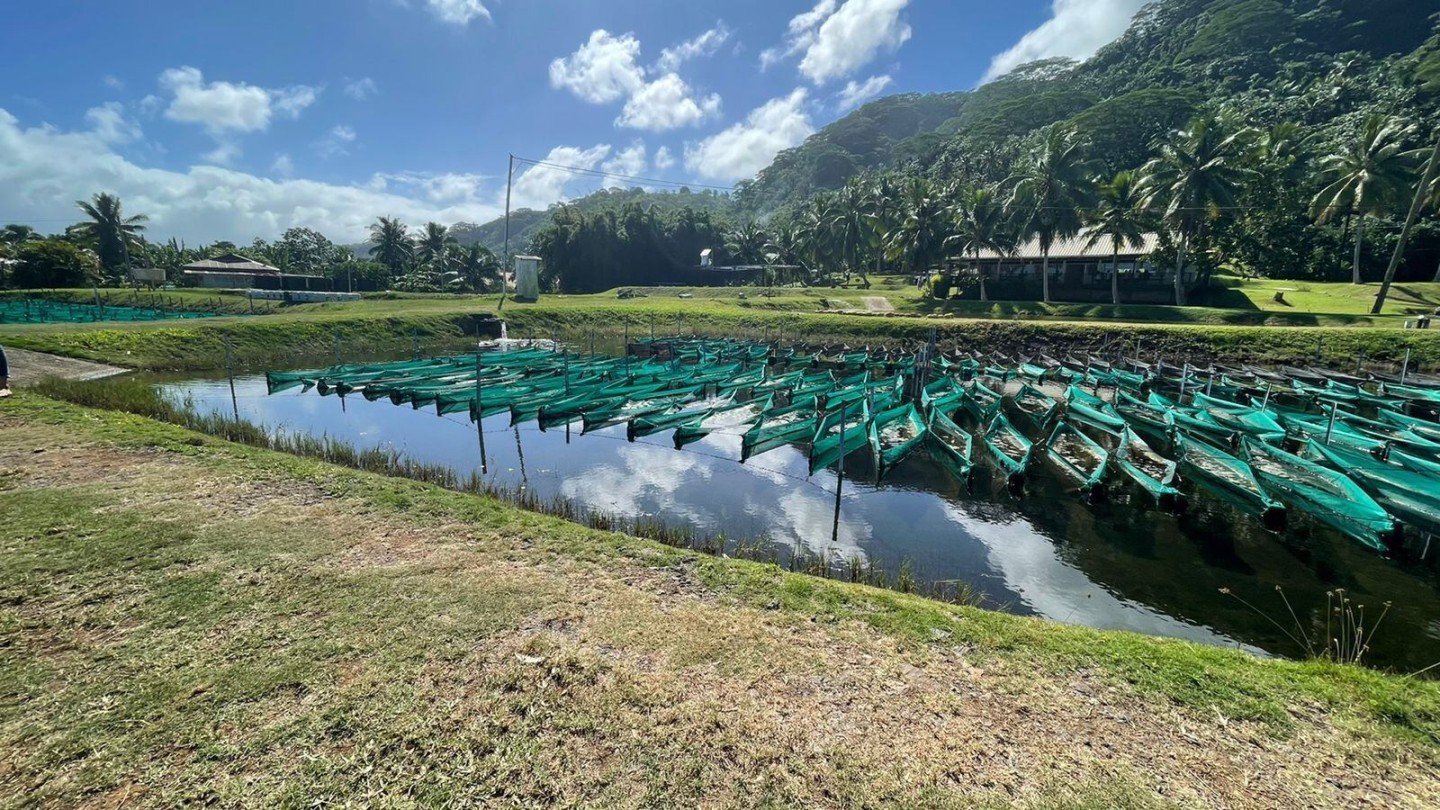 Tahiti Marine logra cultivar 2 especies de pepinos de mar raros y cierra el círculo de la economía marina